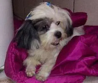 Cachorro ra a Lhasa apso idade 1 ano nome Poli