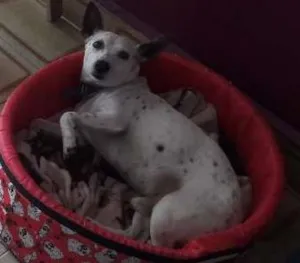 Cachorro raça indefinida idade 7 a 11 meses nome Paco