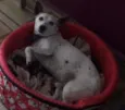 Paco