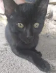 Floquinho