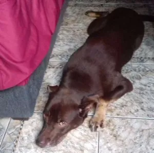 Cachorro raça Labrador idade 4 anos nome Mel