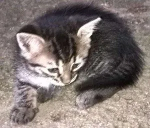Gato raça Desconhecida idade Abaixo de 2 meses nome Beto