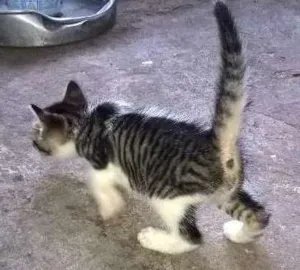 Gato raça Desconhecida idade Abaixo de 2 meses nome Docinho