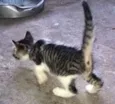 Docinho