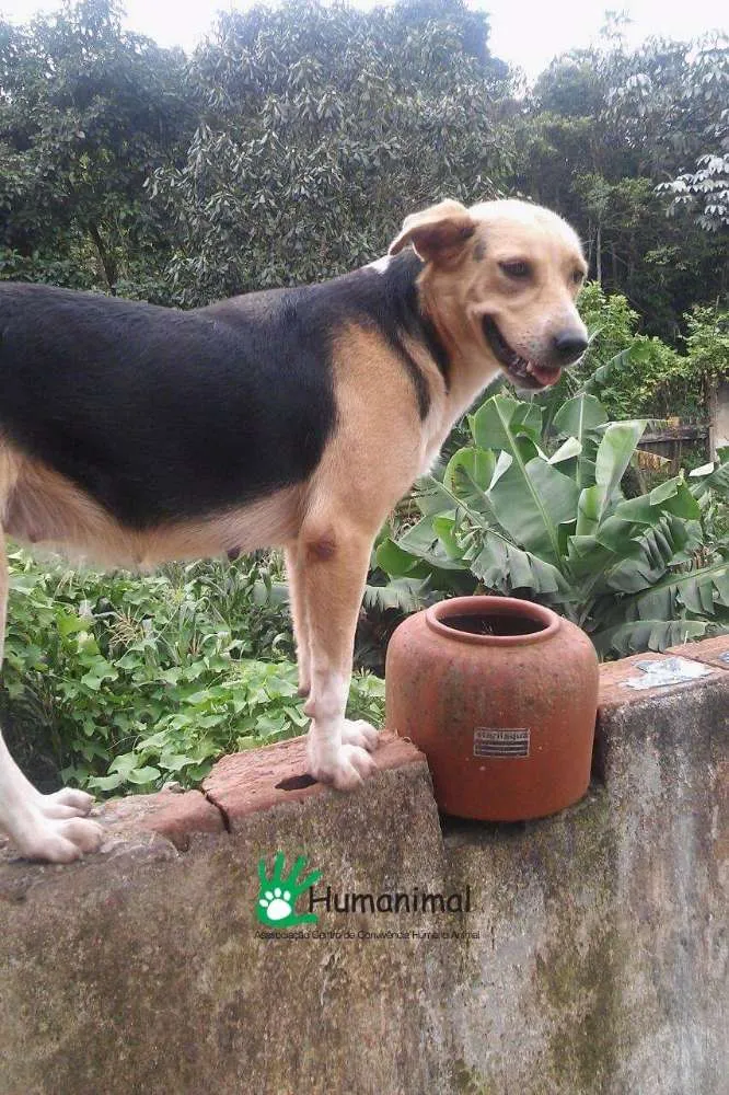 Cachorro ra a Srd idade 1 ano nome Darling