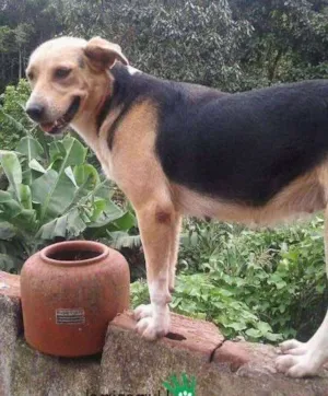 Cachorro raça Srd idade 1 ano nome Darling