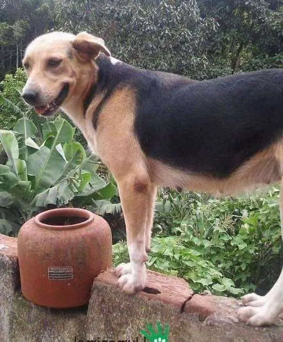 Cachorro ra a Srd idade 1 ano nome Darling