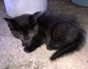 Gato raça Desconhecida idade Abaixo de 2 meses nome Pretinho