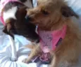 BELINHA