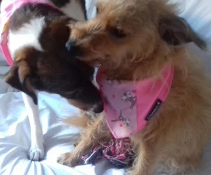 Cachorro ra a SRD idade 2 anos nome BELINHA