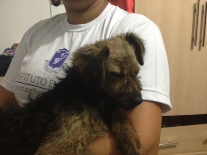 Cachorro ra a SRD idade 7 a 11 meses nome Princesa