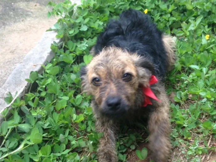Cachorro ra a SRD idade 7 a 11 meses nome Princesa