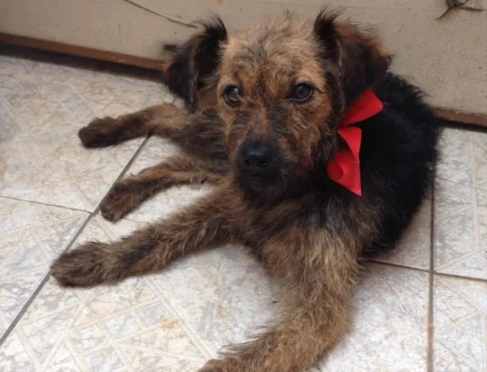 Cachorro ra a SRD idade 7 a 11 meses nome Princesa
