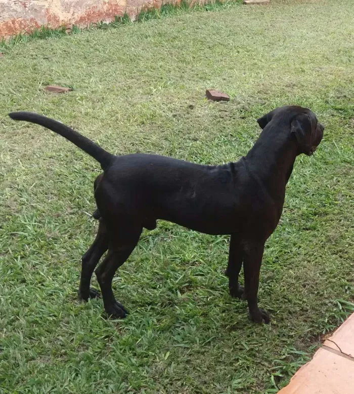 Cachorro ra a Pitbull com labrador idade 3 anos nome Rambo