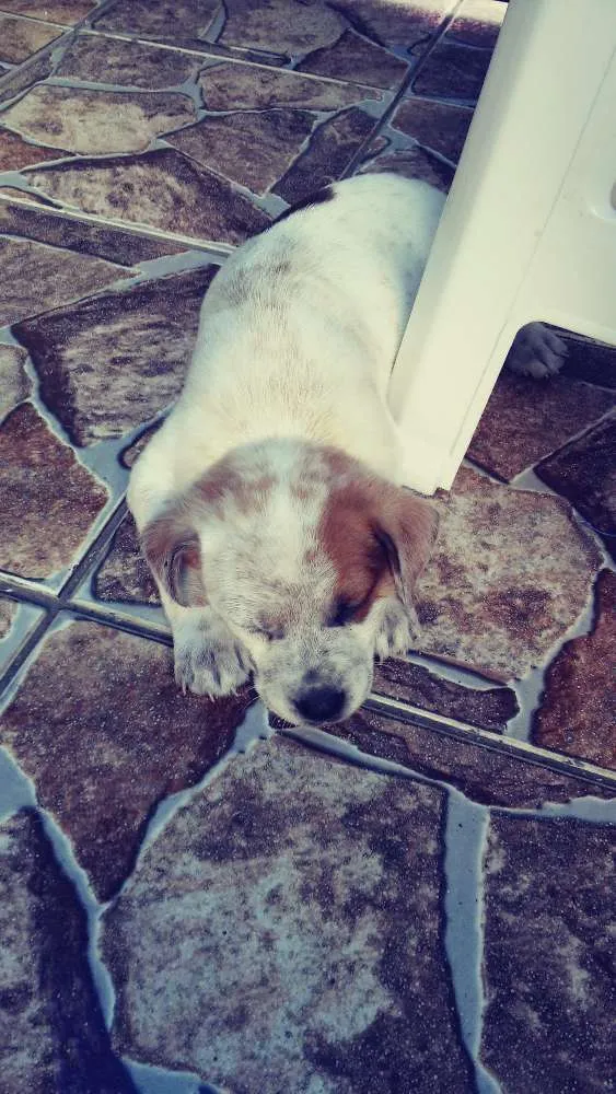 Cachorro ra a Vira lata idade 2 a 6 meses nome Sem nome