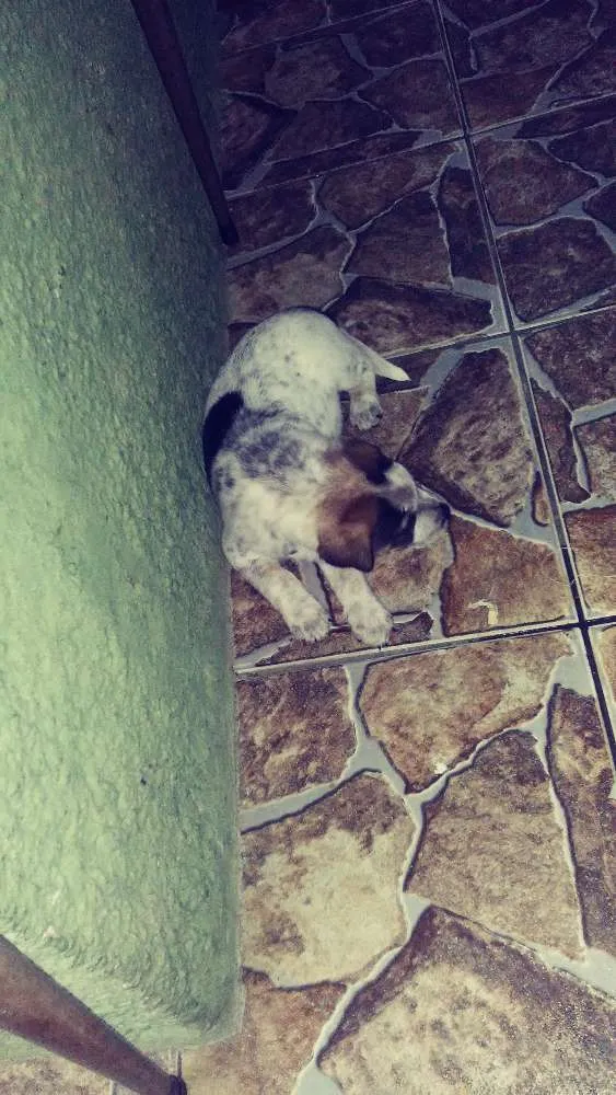 Cachorro ra a Vira lata idade 2 a 6 meses nome Sem nome