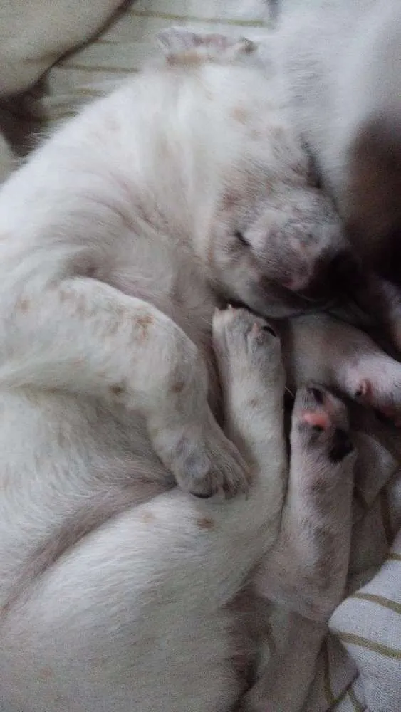 Cachorro ra a Vira lata idade 2 a 6 meses nome Sem nome