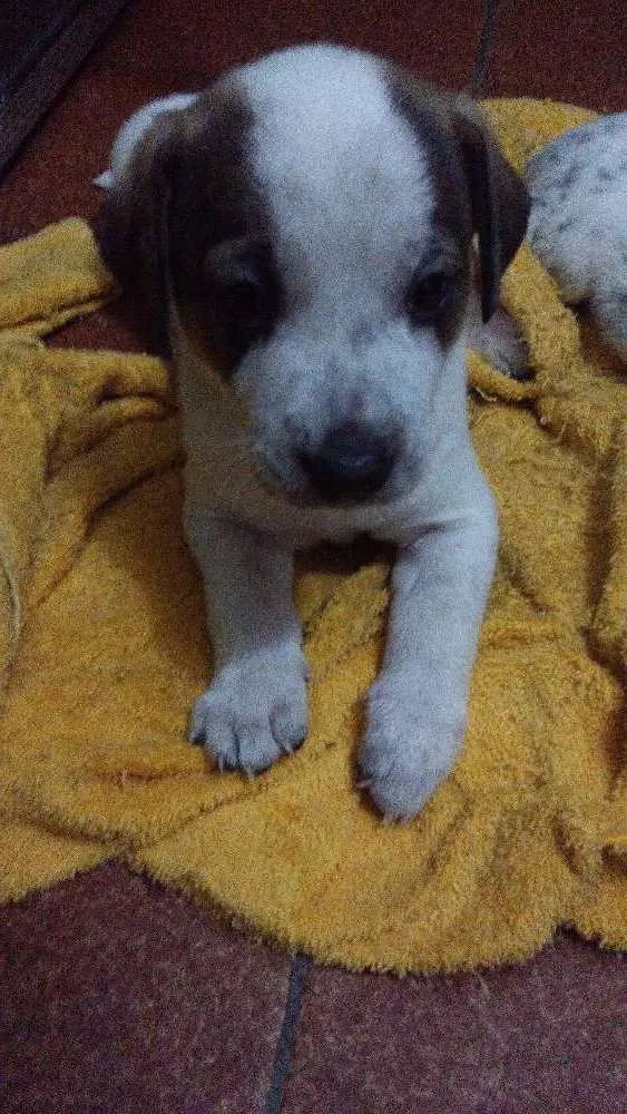 Cachorro ra a Vira lata idade 2 a 6 meses nome Sem nome