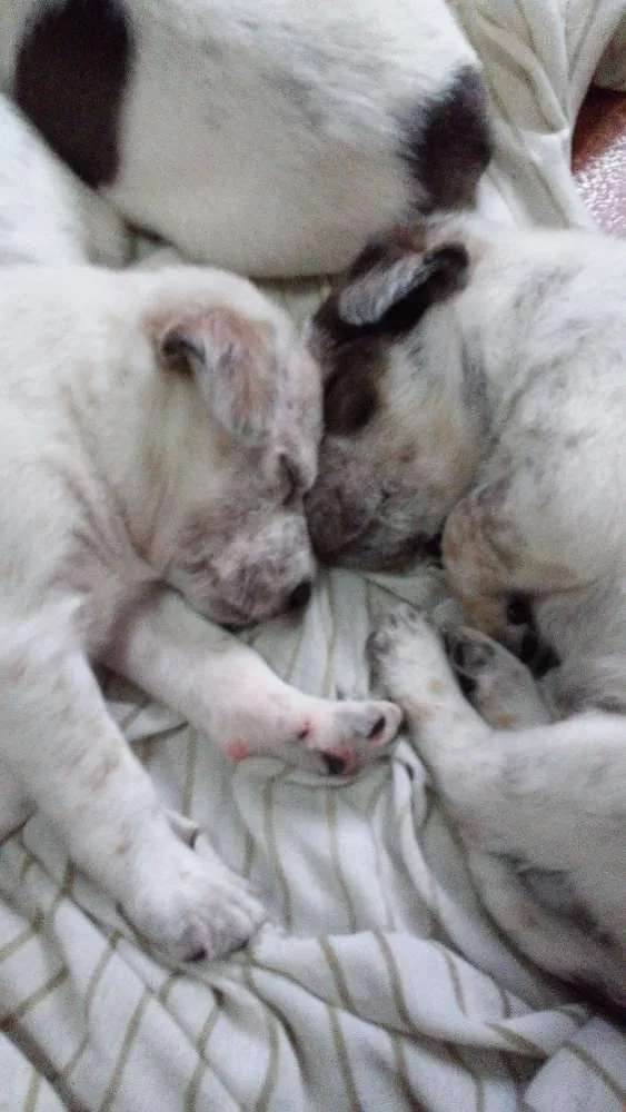 Cachorro ra a Vira lata idade 2 a 6 meses nome Sem nome