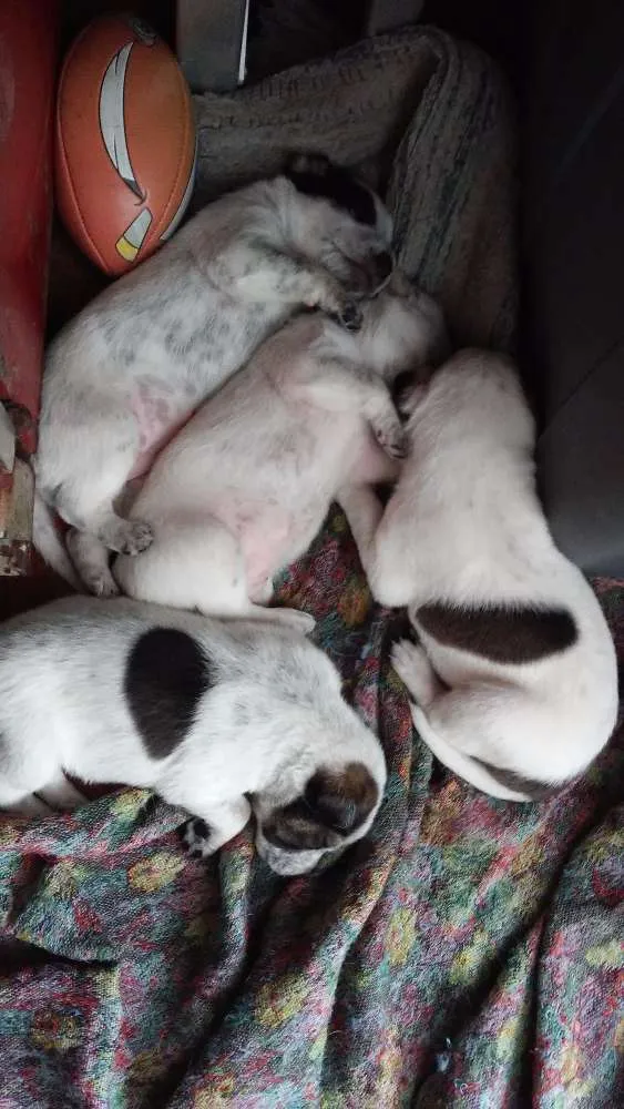 Cachorro ra a Vira lata idade 2 a 6 meses nome Sem nome