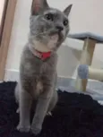 Paçoca