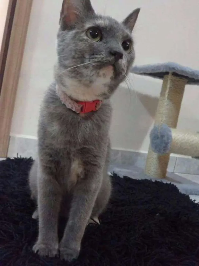 Gato ra a indefinida idade 3 anos nome Paçoca