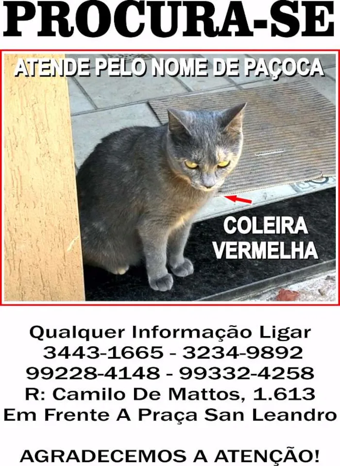 Gato ra a indefinida idade 3 anos nome Paçoca