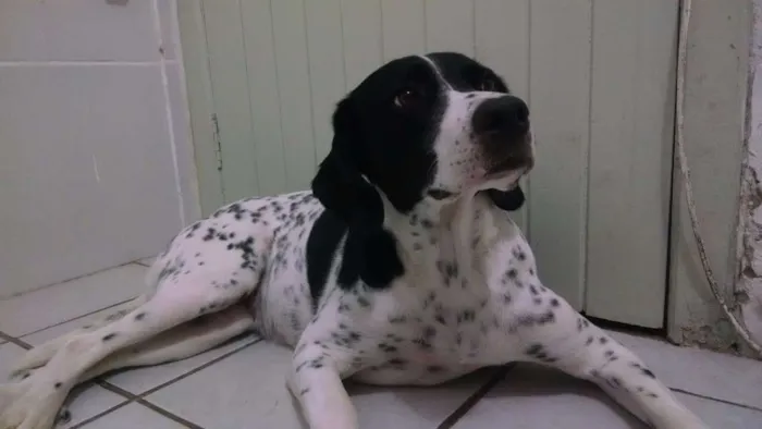 Cachorro ra a pointer ingles idade 3 anos nome sasha