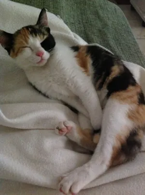 Gato raça  idade 4 anos nome JUJU