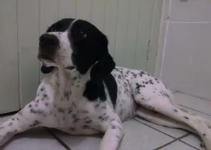 Cachorro raça pointer ingles idade 3 anos nome sasha