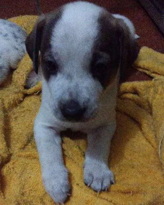 Cachorro ra a Vira lata idade 2 a 6 meses nome Sem nome