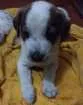 Cachorro raça Vira lata idade 2 a 6 meses nome Sem nome