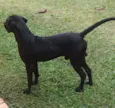 Rambo