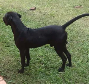 Cachorro raça Pitbull com labrador idade 3 anos nome Rambo