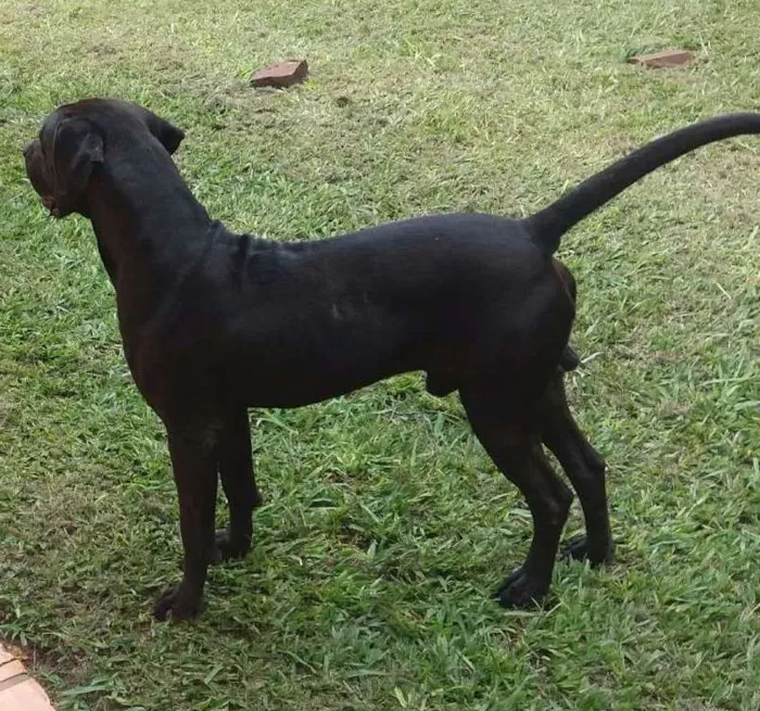 Cachorro ra a Pitbull com labrador idade 3 anos nome Rambo
