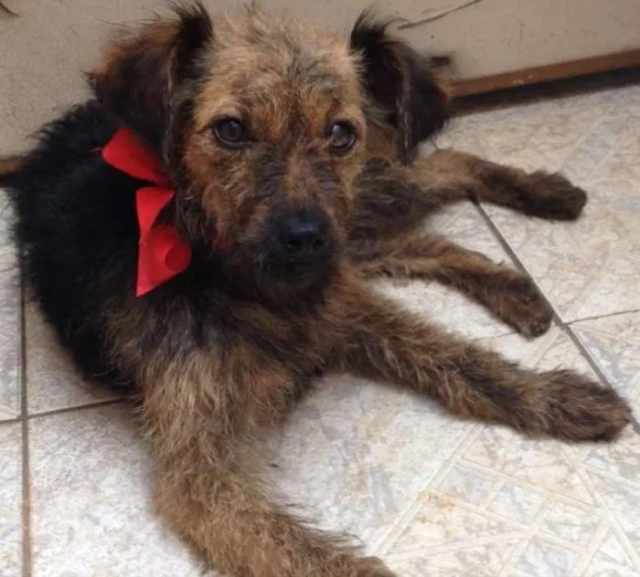 Cachorro ra a SRD idade 7 a 11 meses nome Princesa