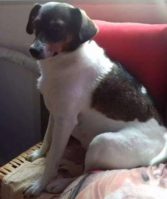 Cachorro ra a Fox paulistinha idade 3 anos nome FIFI  