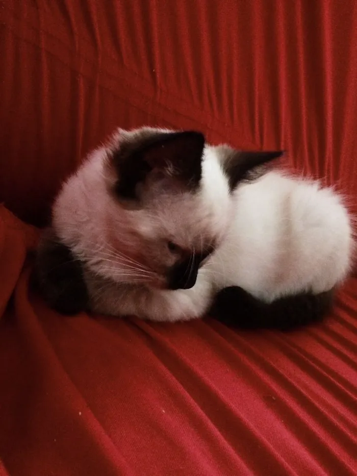 Gato ra a Siamês  idade  nome Evee