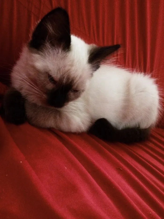 Gato ra a Siamês  idade  nome Evee