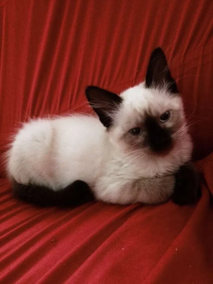 Gato ra a Siamês  idade  nome Evee