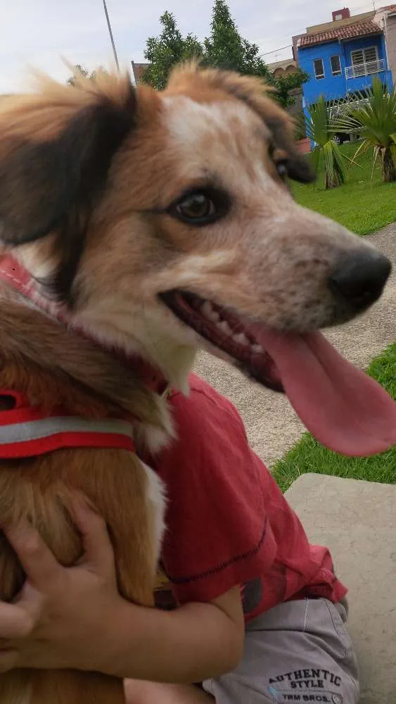 Cachorro raça Vira lata  idade 1 ano nome Robin