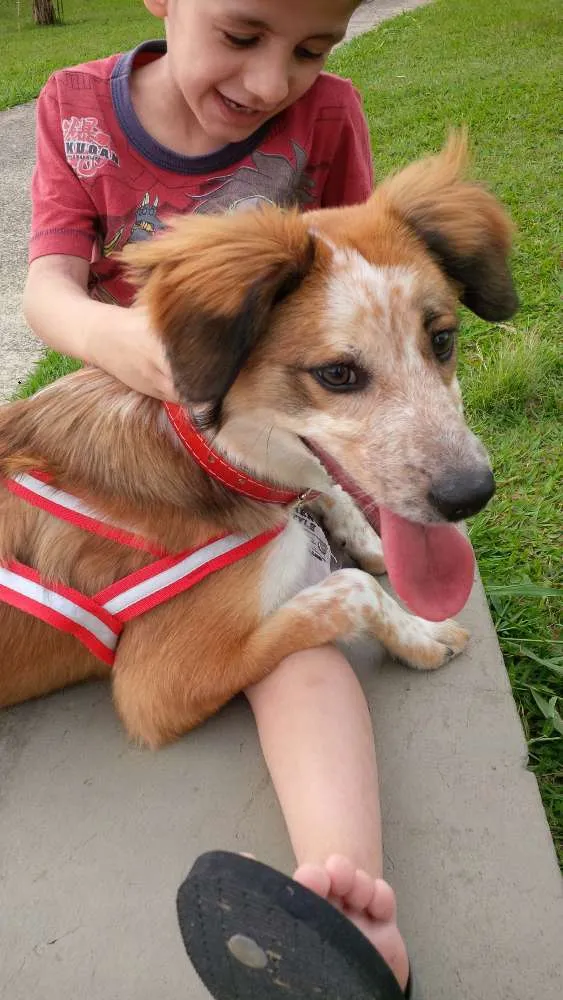Cachorro raça Vira lata  idade 1 ano nome Robin