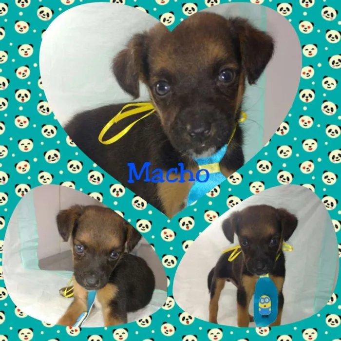 Cachorro ra a srd idade Abaixo de 2 meses nome Bebes