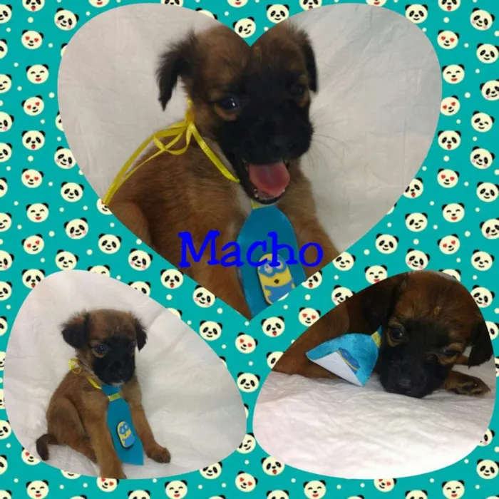 Cachorro ra a srd idade Abaixo de 2 meses nome Bebes