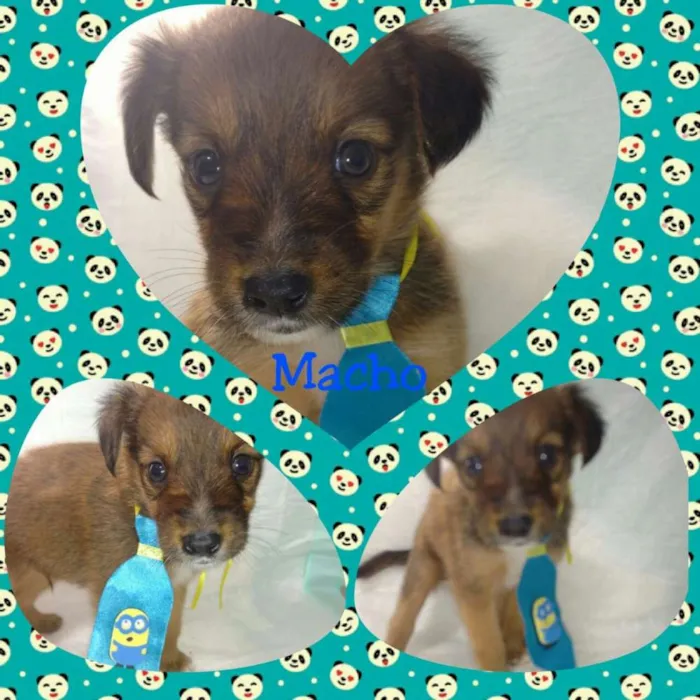 Cachorro ra a srd idade Abaixo de 2 meses nome Bebes