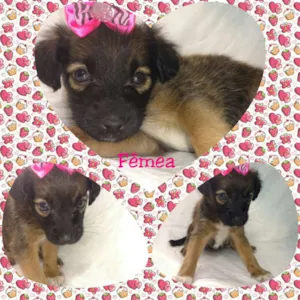 Cachorro raça srd idade Abaixo de 2 meses nome bebezinhas
