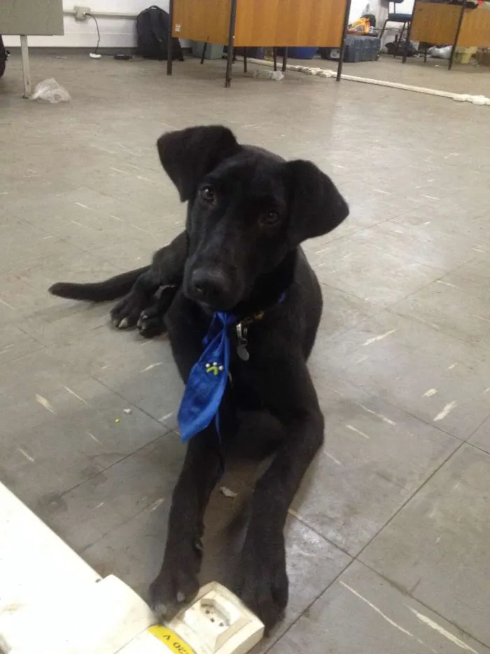 Cachorro ra a Vira Lata idade 2 a 6 meses nome Dick