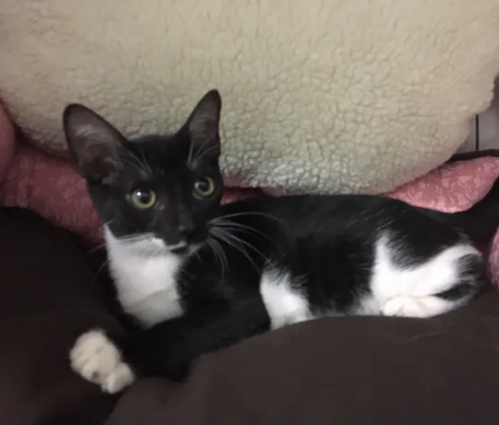 Gato ra a SRD idade 2 a 6 meses nome Sininho