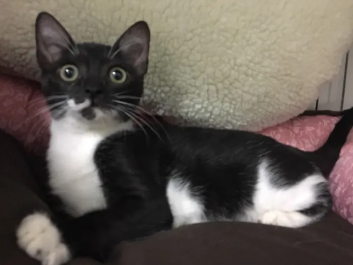 Gato ra a SRD idade 2 a 6 meses nome Sininho