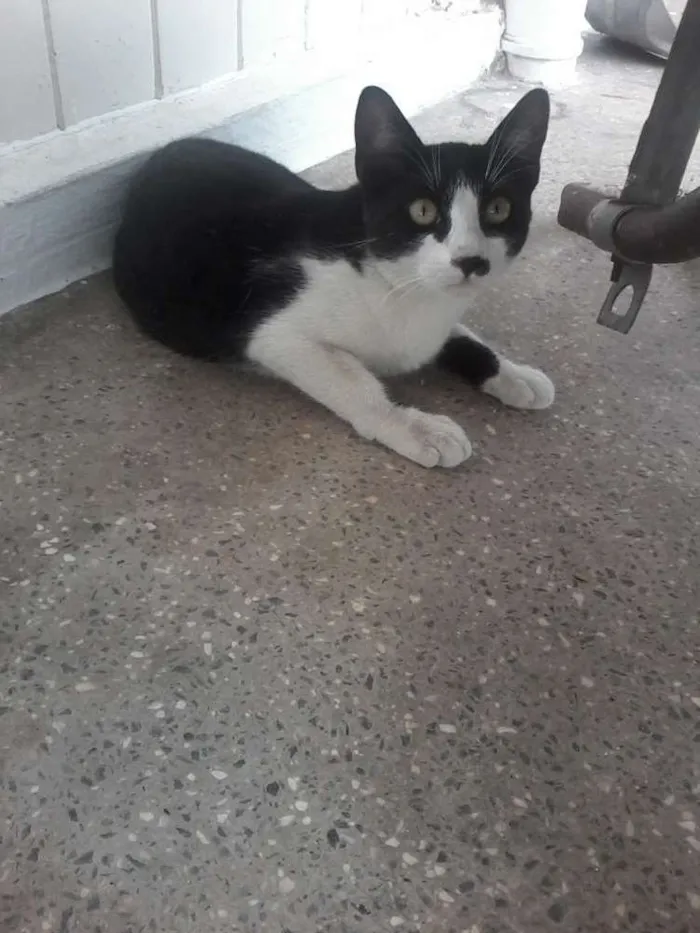 Gato ra a Indefinida idade 2 a 6 meses nome Lala